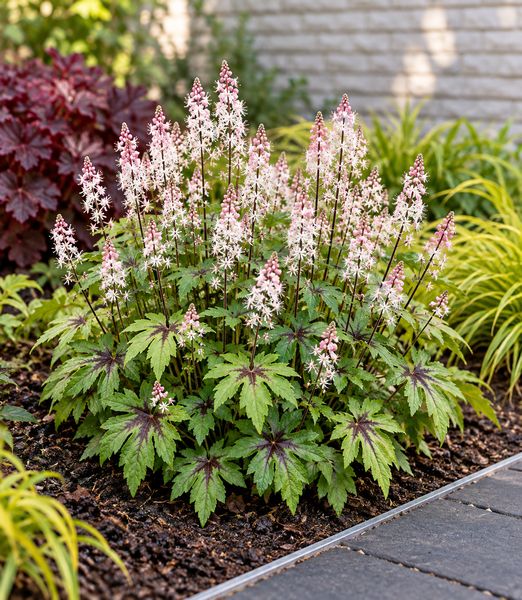 Tiarella ‘Sugar and Spice’